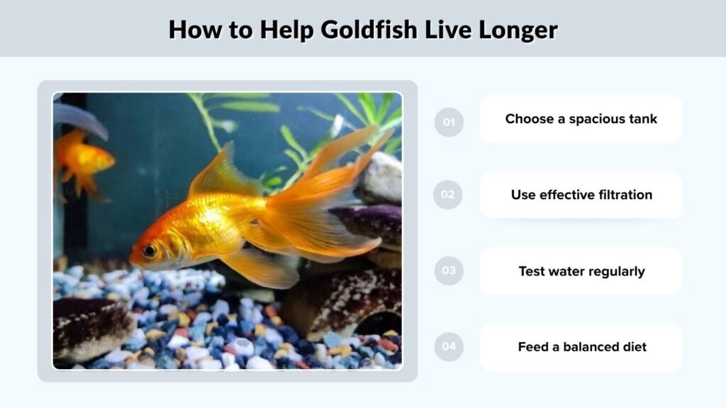 How to Help Goldfish Live Longer