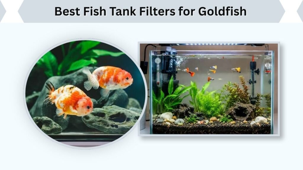 Best Fish Tank Filters for Goldfish