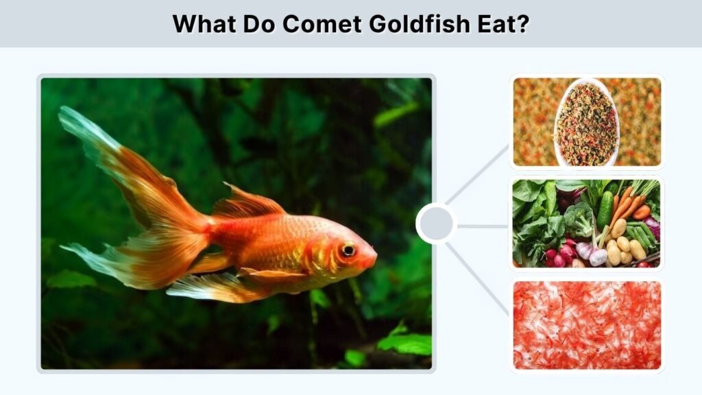 What Do Comet Goldfish Eat?