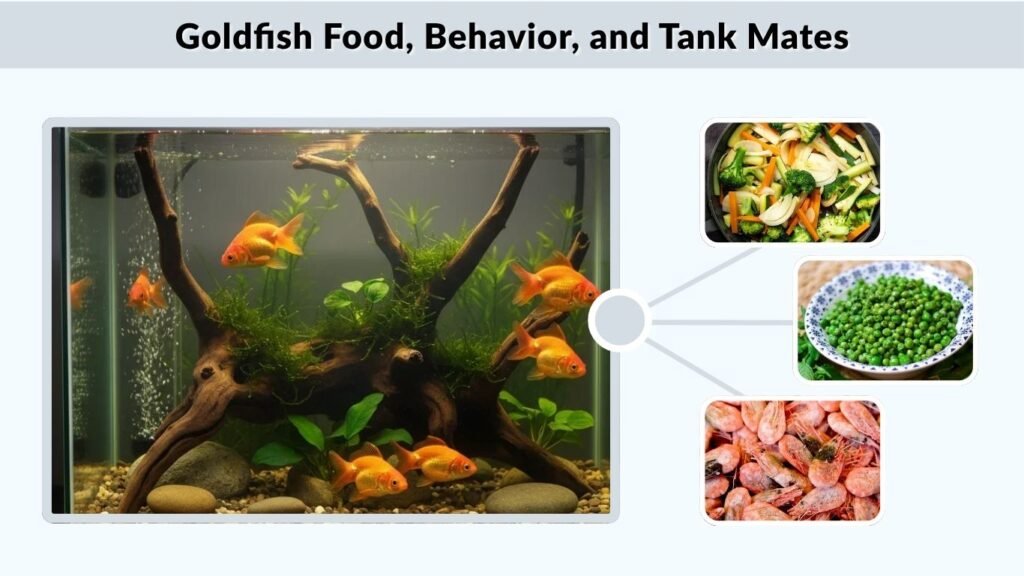 Goldfish Food, Behavior, and Tank Mates