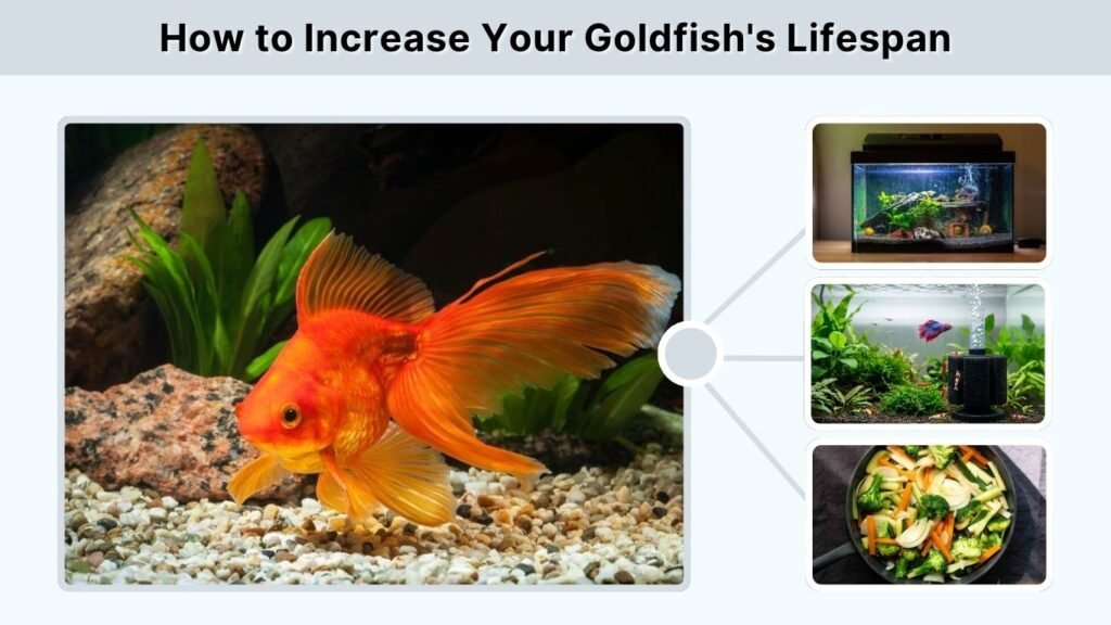 How to Increase Your Goldfish's Lifespan