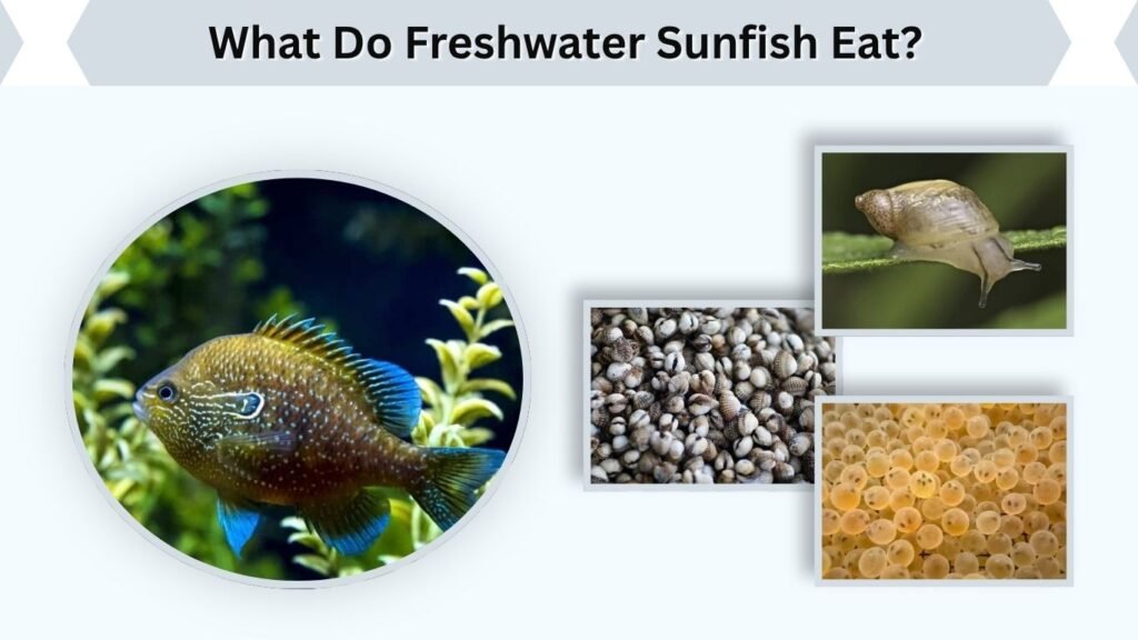 What Do Freshwater Sunfish Eat?