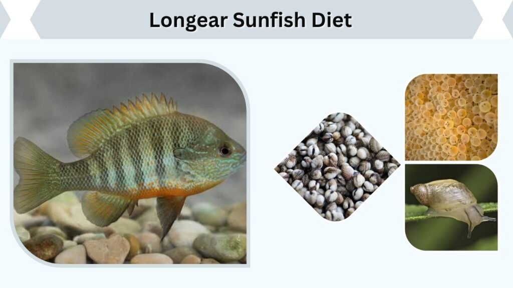 Longear Sunfish Diet