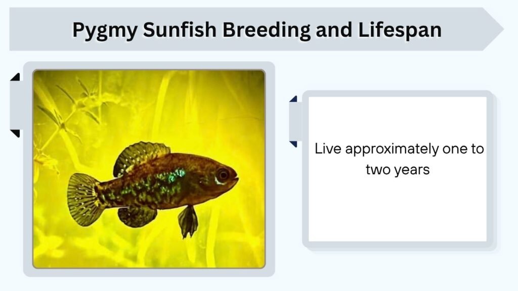 Pygmy Sunfish Breeding and Lifespan