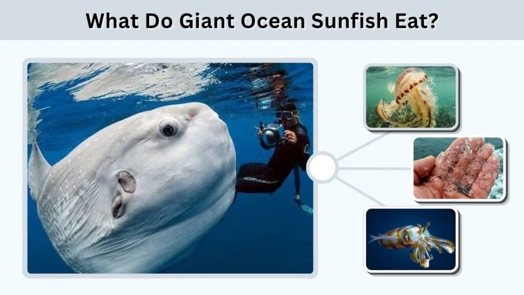 What Do Giant Ocean Sunfish Eat?