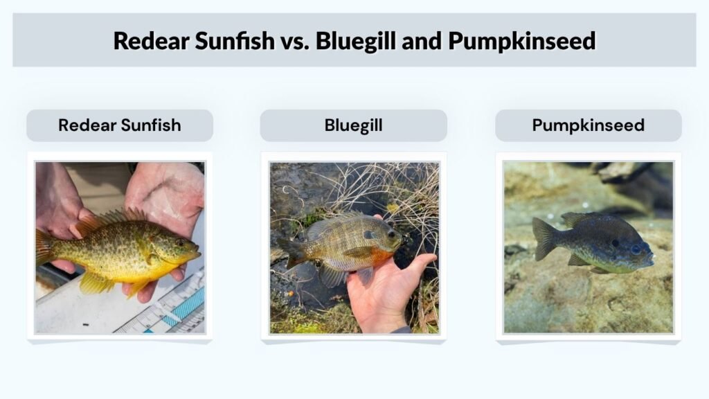 Redear Sunfish vs. Bluegill and Pumpkinseed