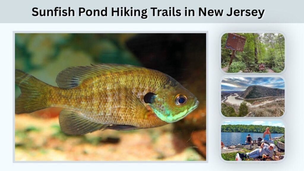 Sunfish Pond Hiking Trails in New Jersey