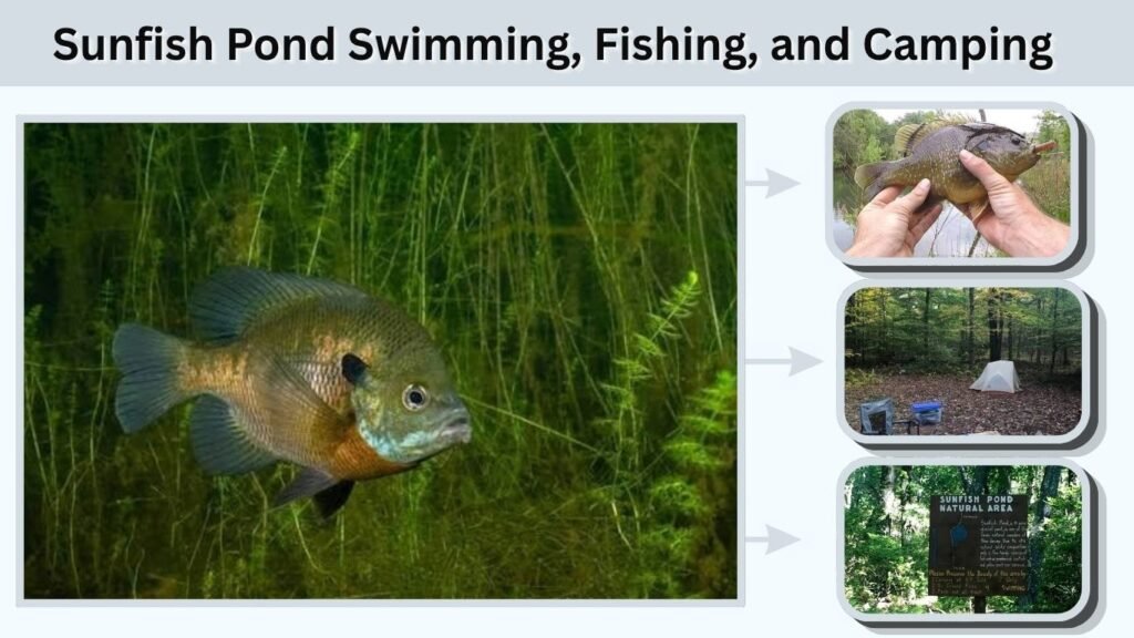 Sunfish Pond Swimming, Fishing, and Camping