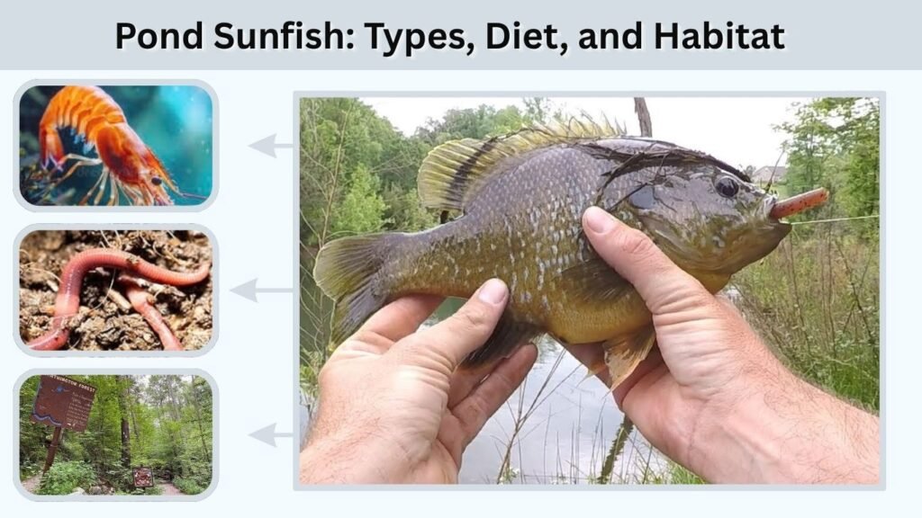 Pond Sunfish: Types, Diet, and Habitat