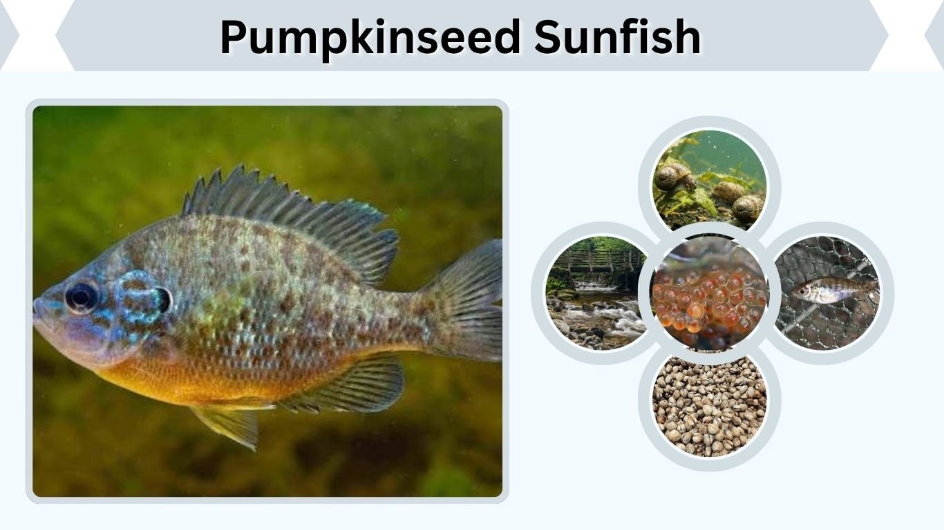 Pumpkinseed Sunfish: Size, Diet, Habitat and Facts