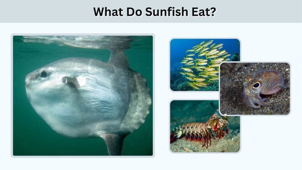What Do Sunfish Eat?