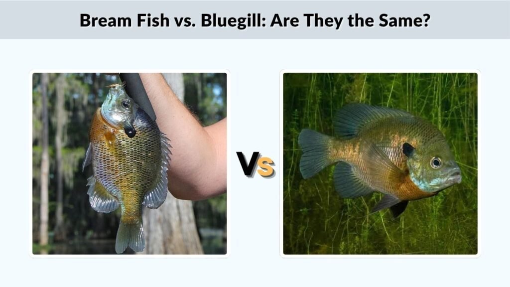 Bream Fish vs. Bluegill: Are They the Same?