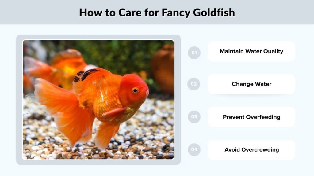 How to Care for Fancy Goldfish
