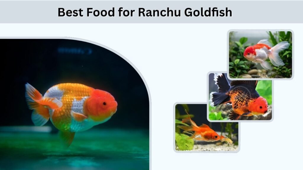 Ranchu Goldfish Tank Mates and Behavior