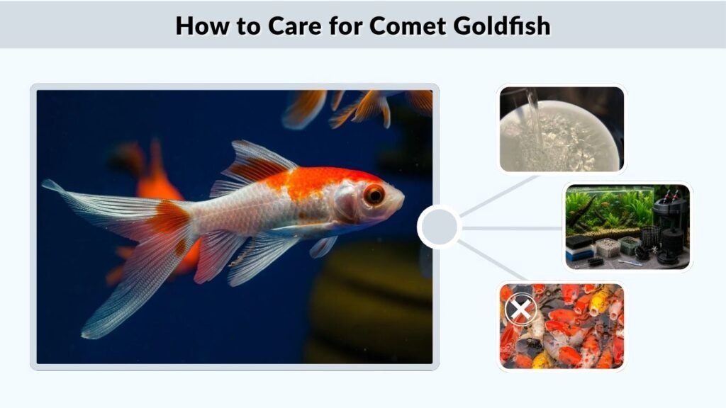 How to Care for Comet Goldfish