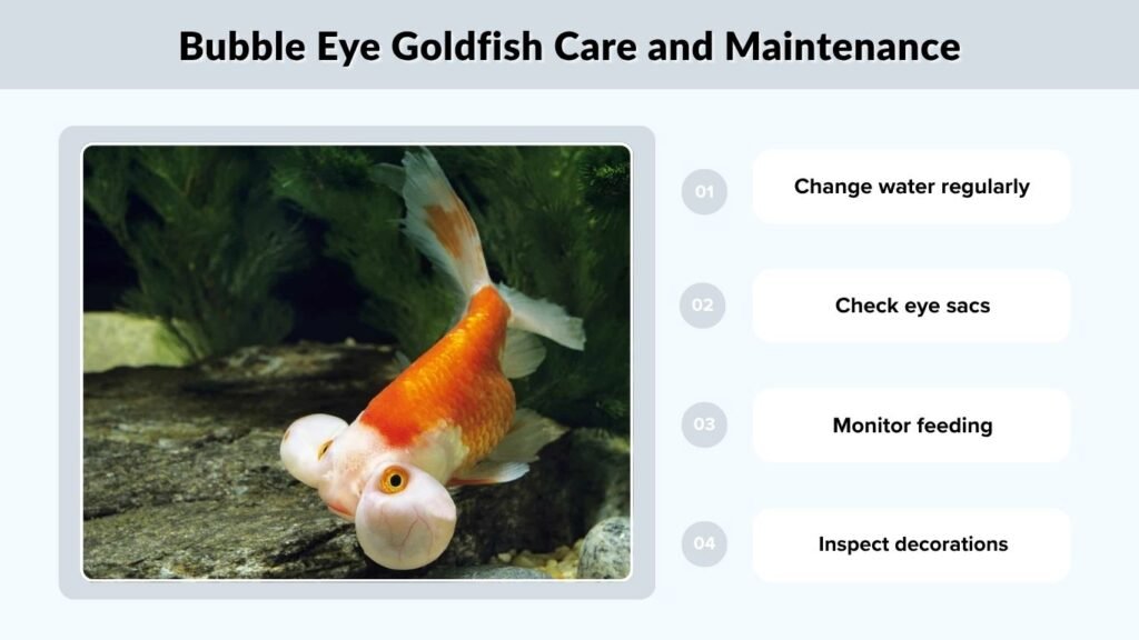 Bubble Eye Goldfish Care and Maintenance