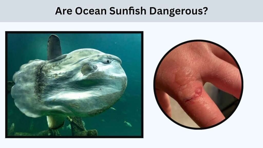 Are Ocean Sunfish Dangerous?