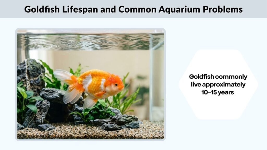 Goldfish Lifespan and Common Aquarium Problems