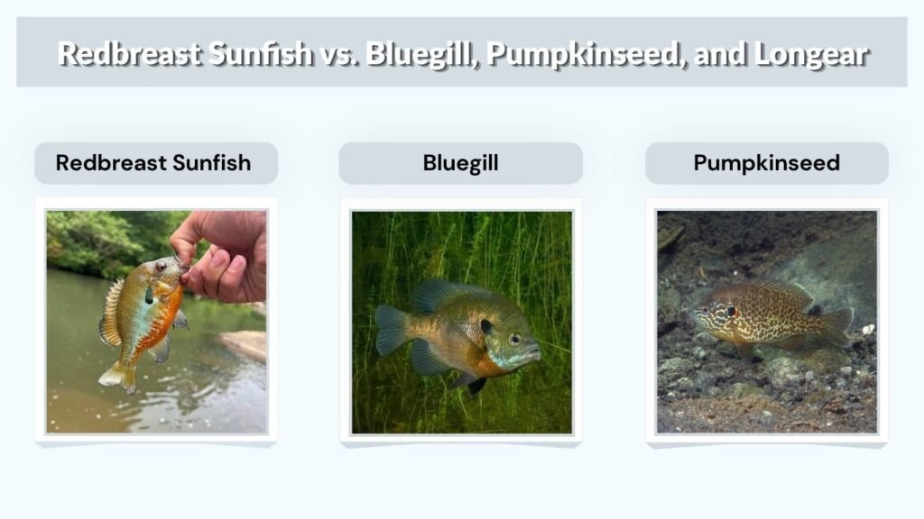 Redbreast Sunfish vs. Bluegill, Pumpkinseed, and Longear