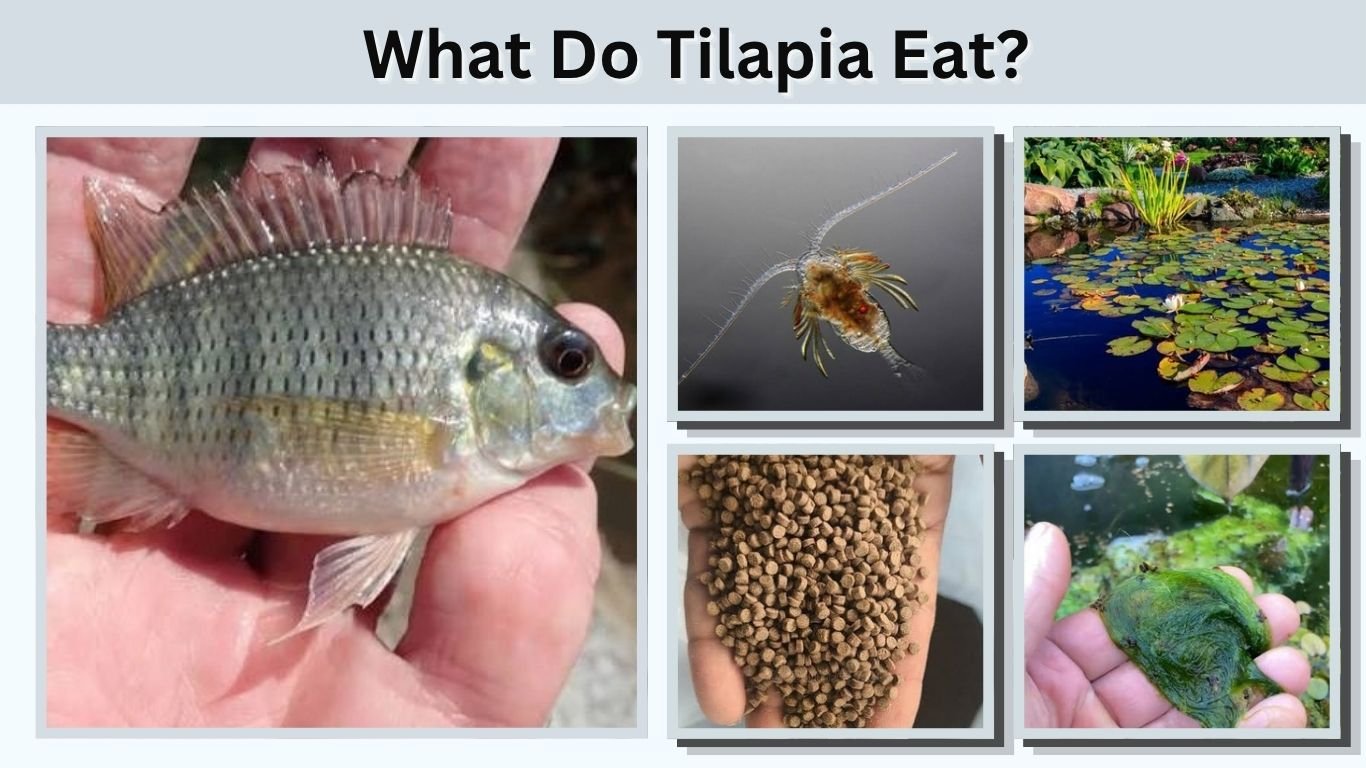 What Do Tilapia Eat? 10 Best Foods and Feeding Guide