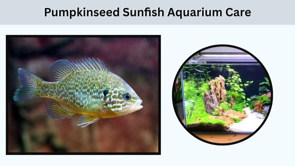 Pumpkinseed Sunfish Aquarium Care
