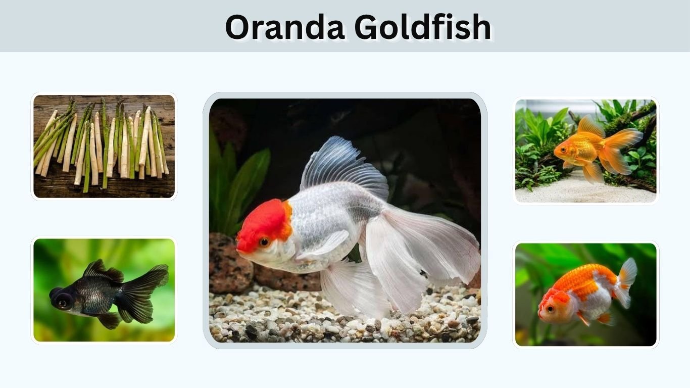 Oranda Goldfish: Care, Tank Size, Food & Tank Mates