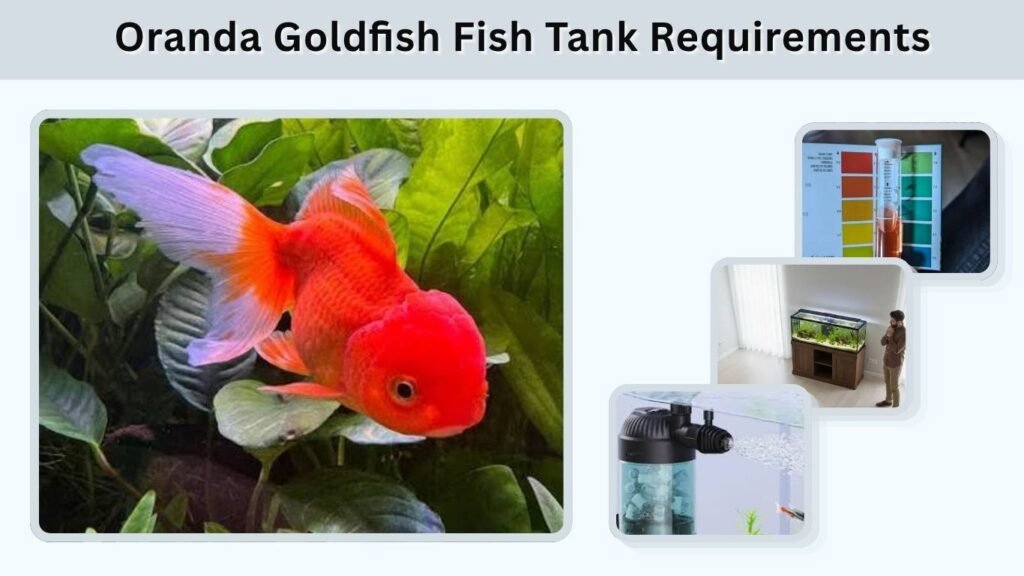 Oranda Goldfish Fish Tank Requirements