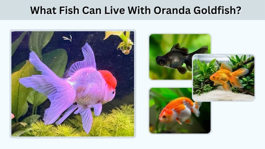 What Fish Can Live With Oranda Goldfish?