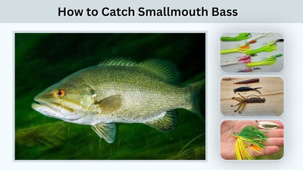 How to Catch Smallmouth Bass