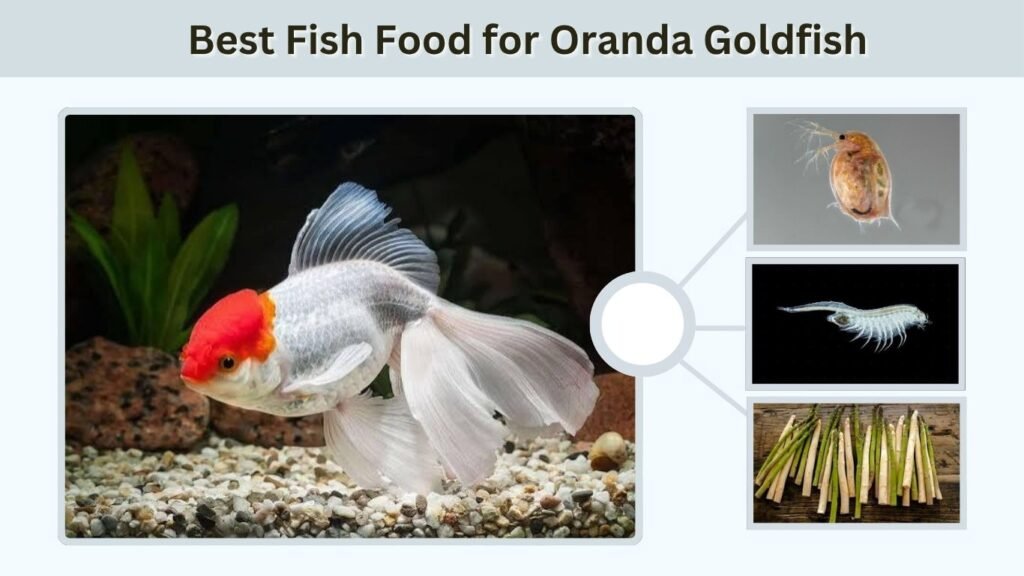 Best Fish Food for Oranda Goldfish