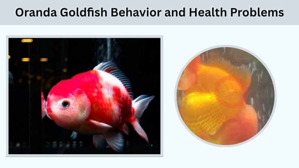 Oranda Goldfish Behavior and Health Problems