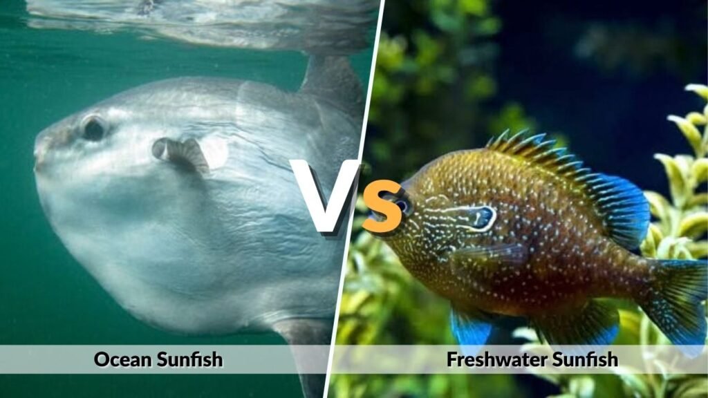 Ocean Sunfish vs Freshwater Sunfish