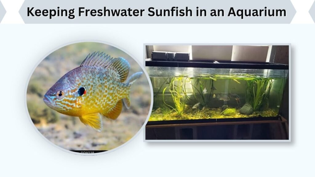 Keeping Freshwater Sunfish in an Aquarium