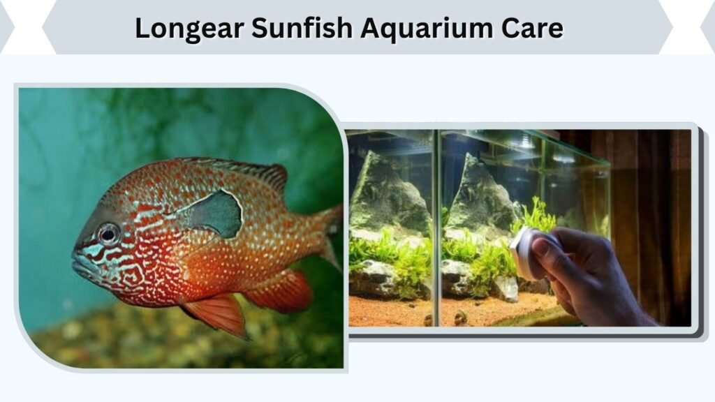 Longear Sunfish Aquarium Care