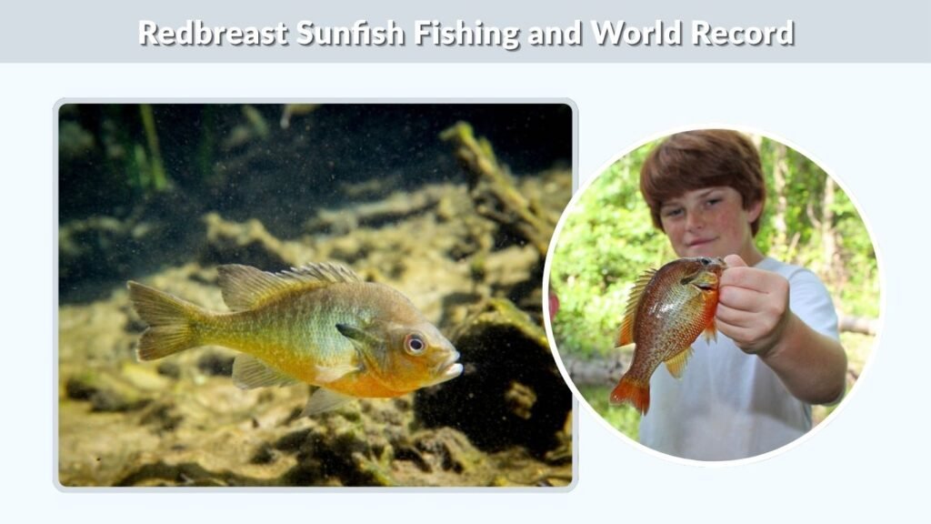 Redbreast Sunfish Fishing and World Record