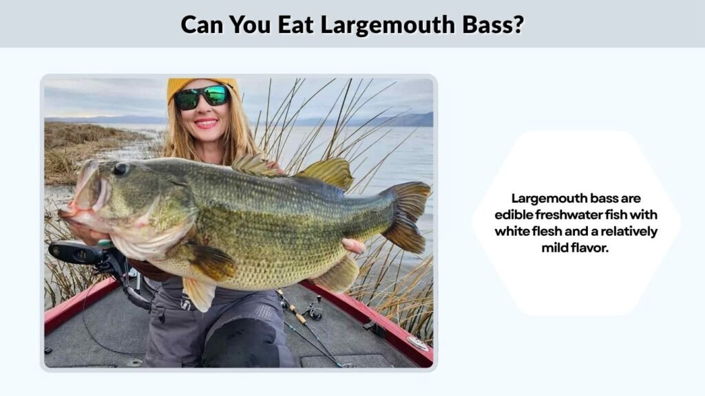 Can You Eat Largemouth Bass?