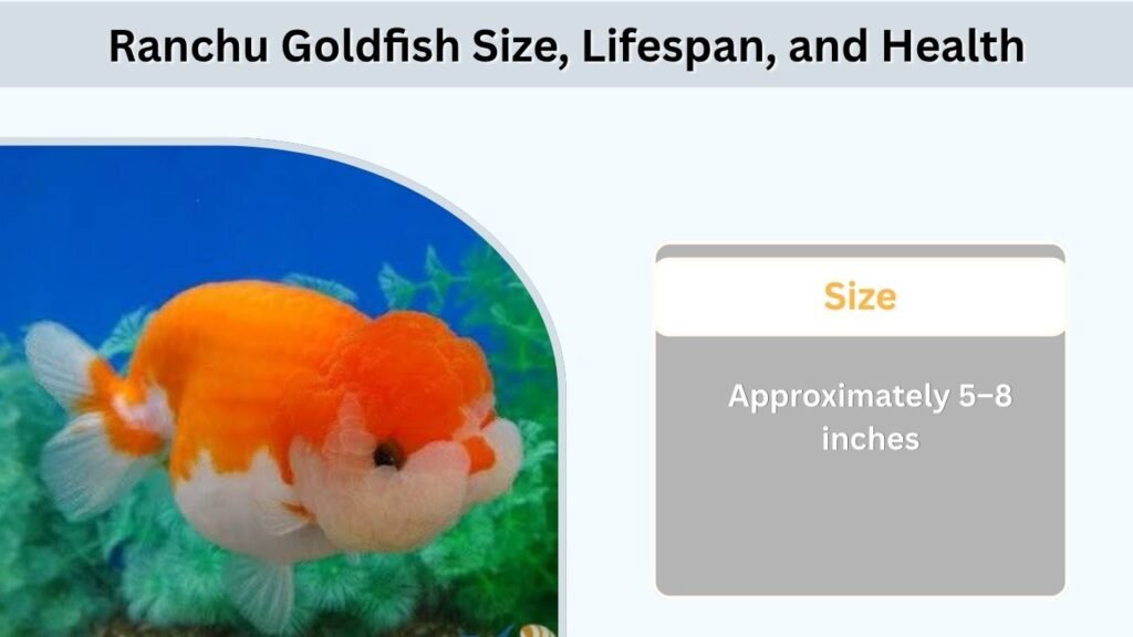Ranchu Goldfish Size, Lifespan, and Health