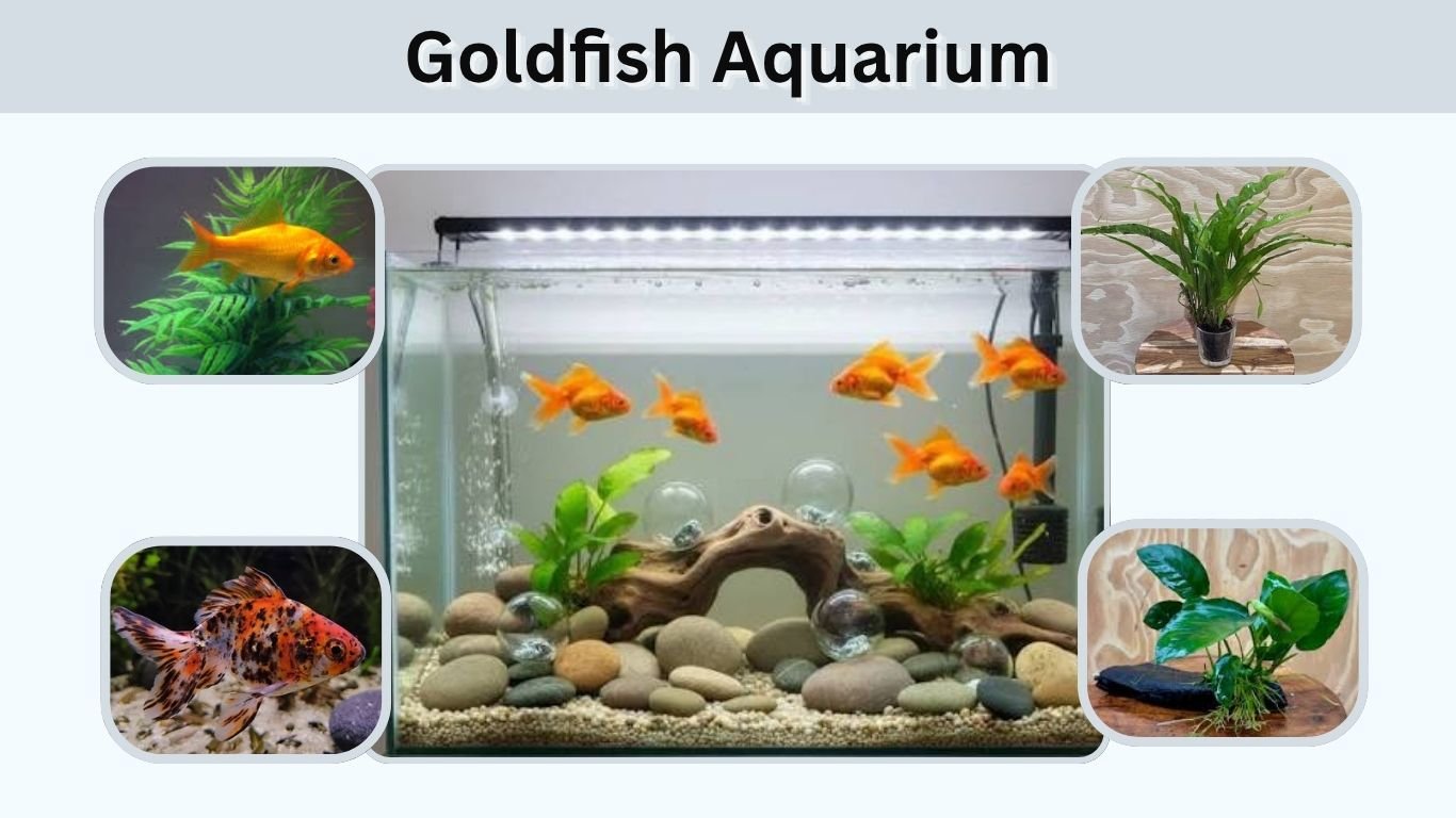Goldfish Aquarium: Size, Setup, Plants & Care Tips