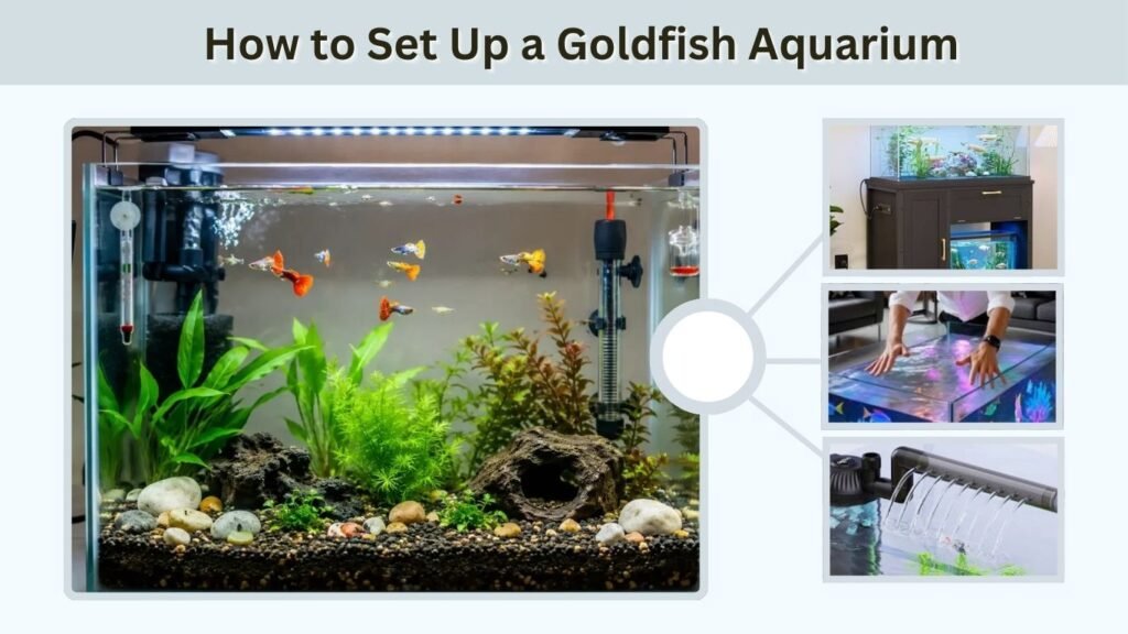 How to Set Up a Goldfish Aquarium