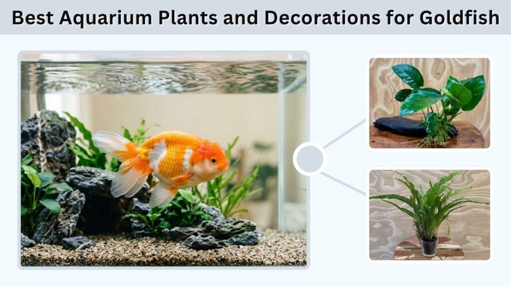 Best Aquarium Plants and Decorations for Goldfish