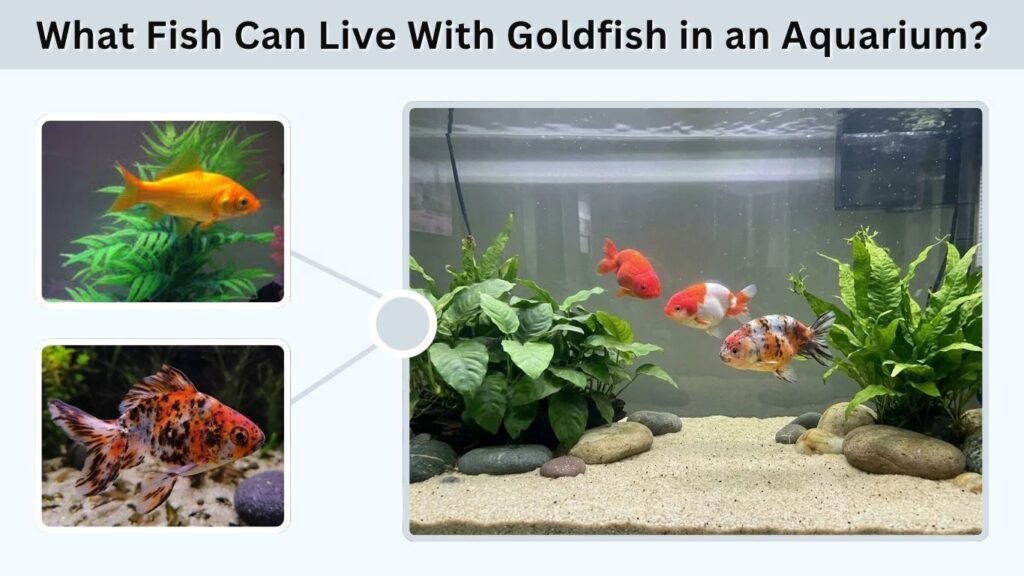 What Fish Can Live With Goldfish in an Aquarium?