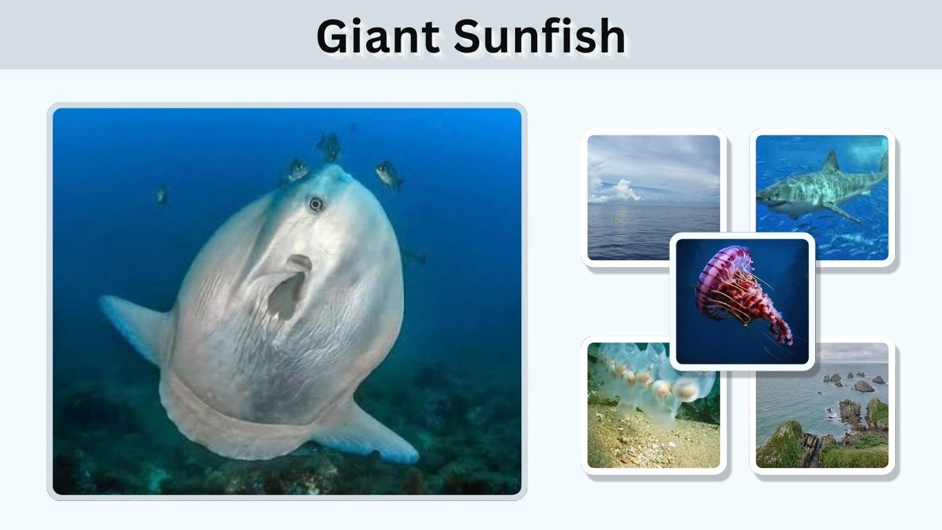 Giant Sunfish: Size, Diet, Habitat, Facts and MoreGiant Sunfish: Size, Diet, Habitat, Facts and More