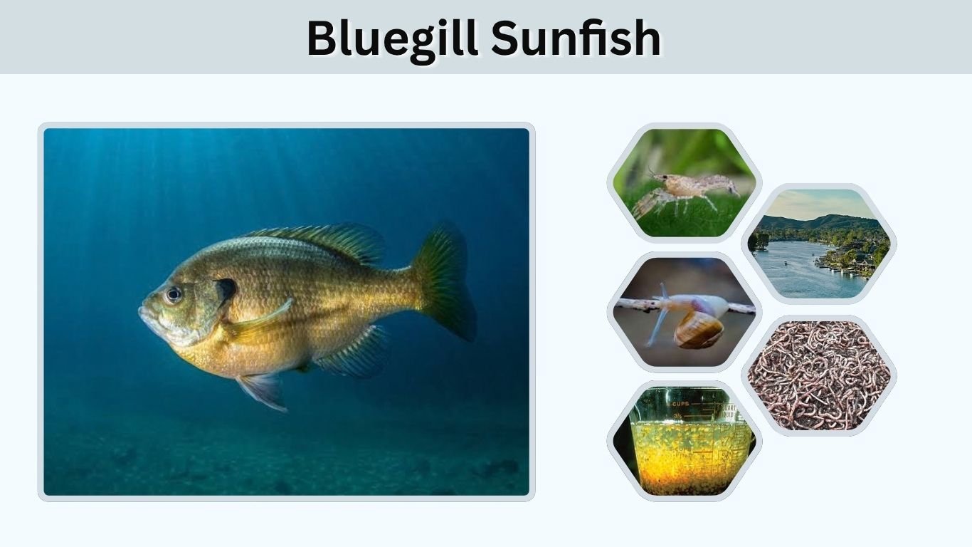 Bluegill Sunfish: Facts, Habitat, Diet, Size & More