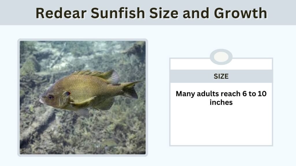 Redear Sunfish Size and Growth
