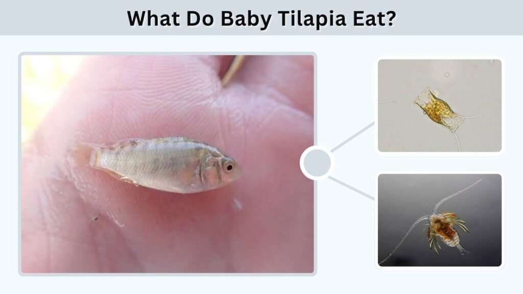 What Do Baby Tilapia Eat?