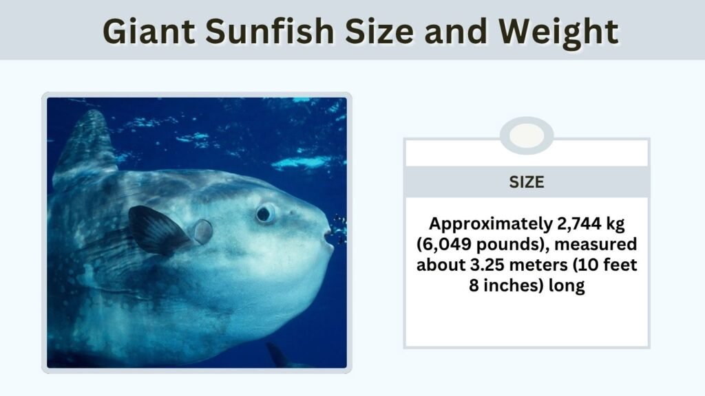 Giant Sunfish Size and Weight