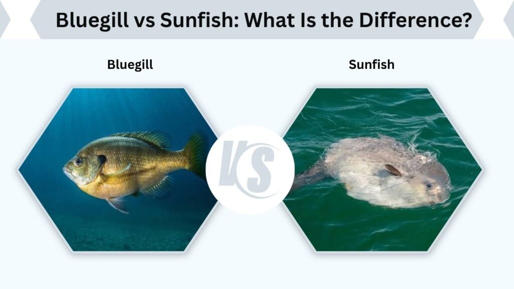 Bluegill vs Sunfish: What Is the Difference?