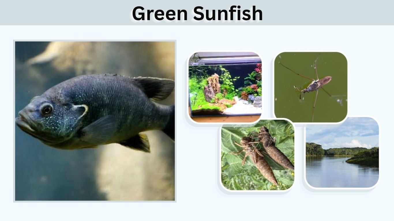 Green Sunfish: Identification, Size, Habitat & Diet