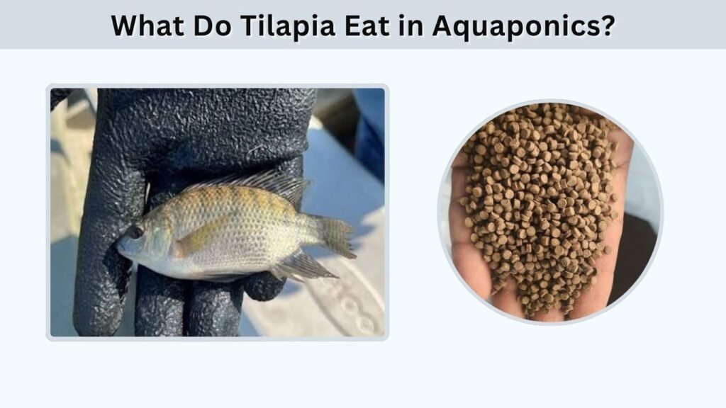 What Do Tilapia Eat in Aquaponics?