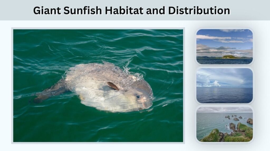 Giant Sunfish Habitat and Distribution